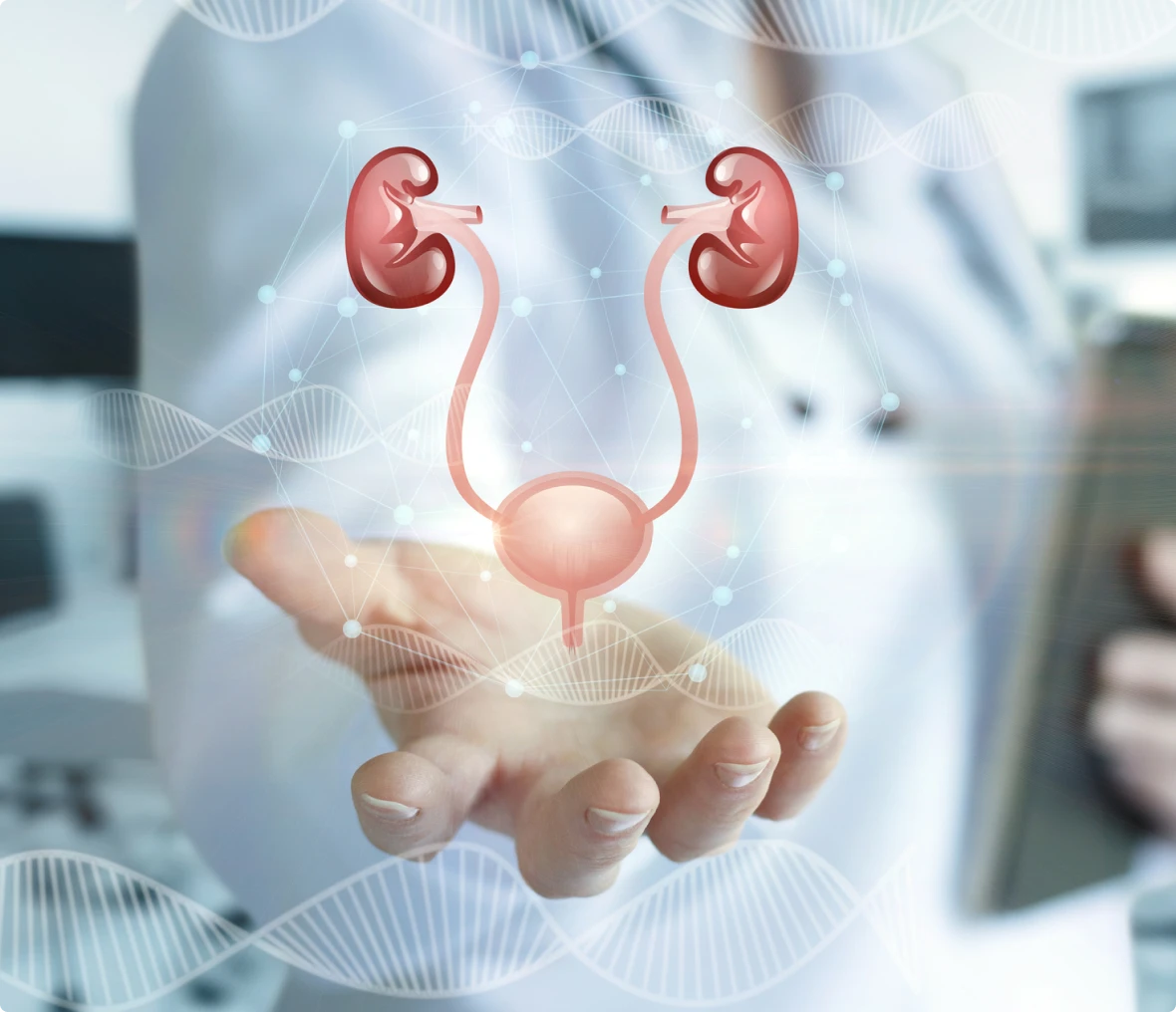 Digital illustration of human urinary system