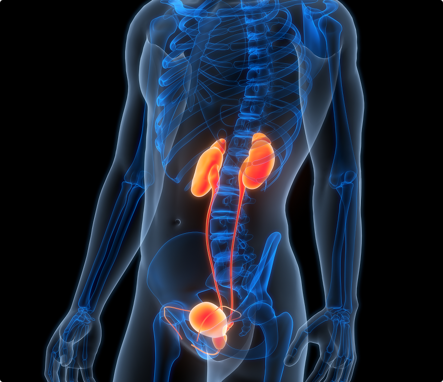 Human urinary system illustration