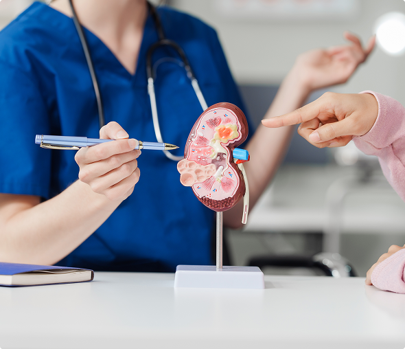 Healthcare consultation with kidney model