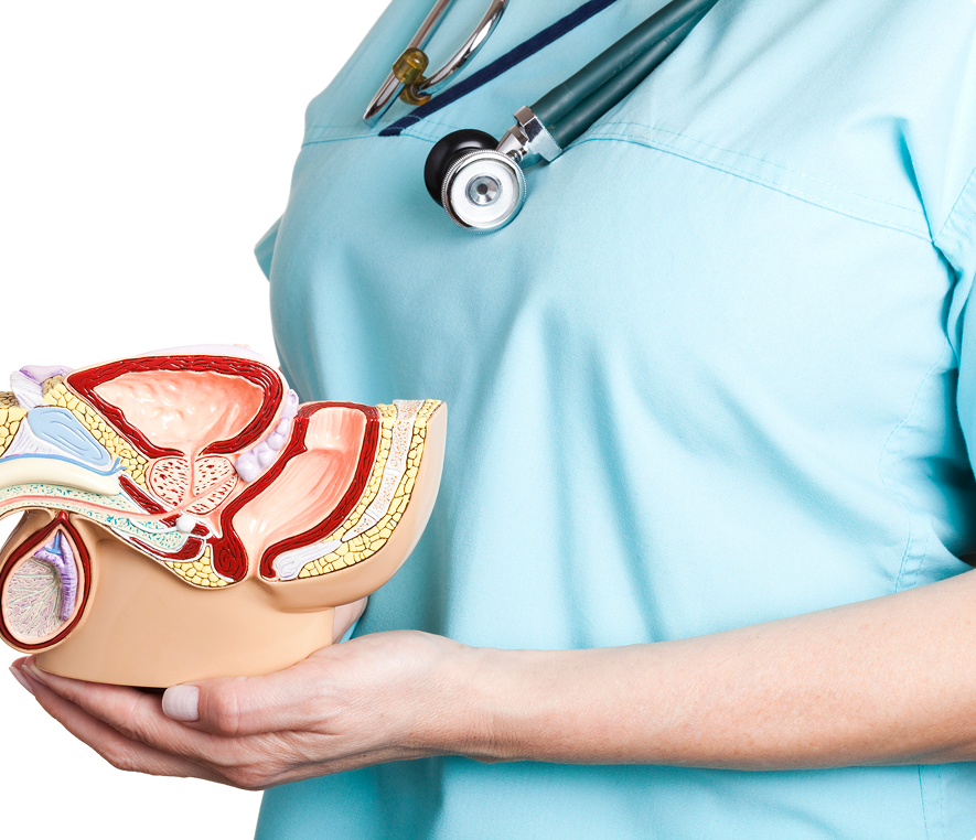 Doctor presenting pelvic anatomy model