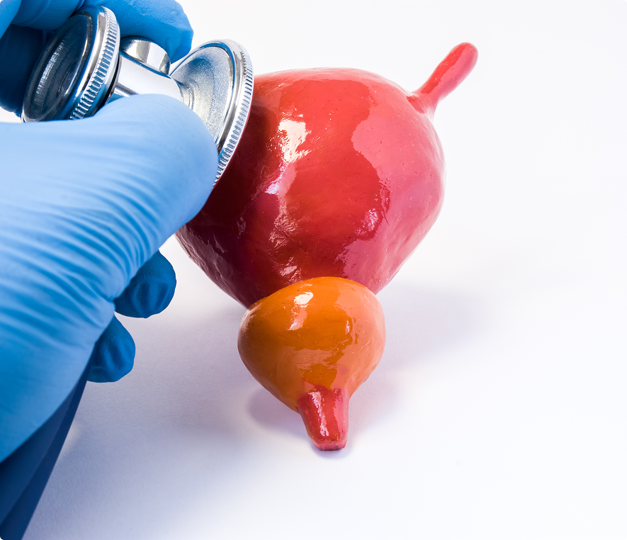 Stethoscope examining bladder model