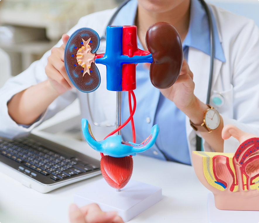 Medical professional explaining kidney model