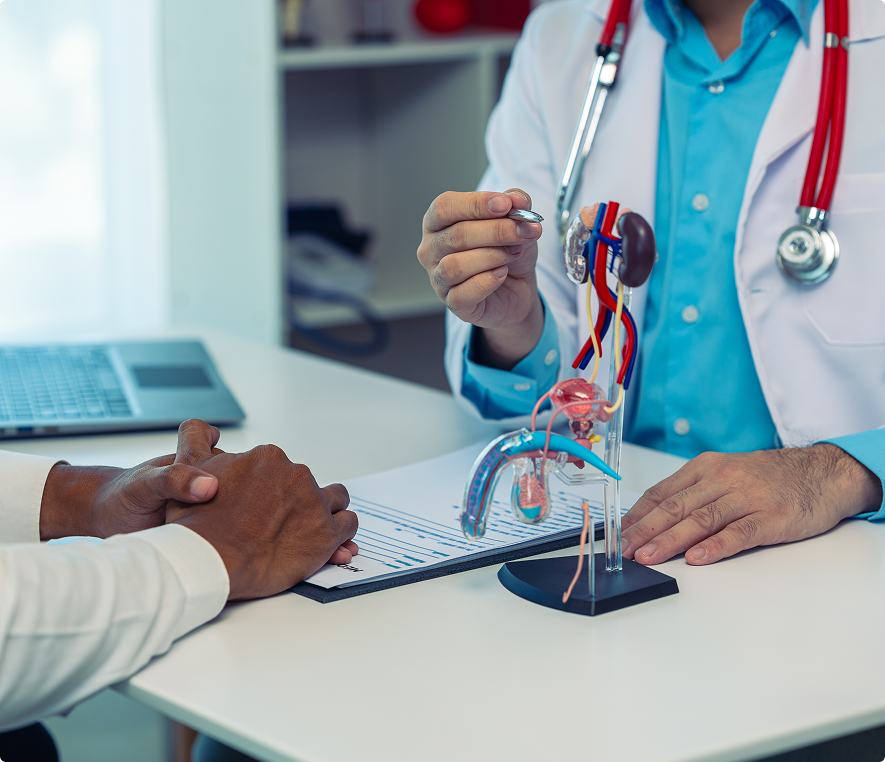 Doctor explaining kidney anatomy model