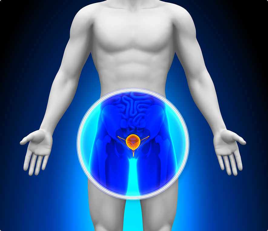 Male anatomy highlighting prostate gland
