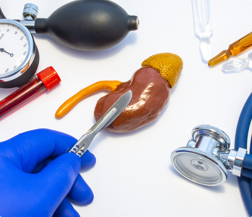 Kidney model with medical instruments