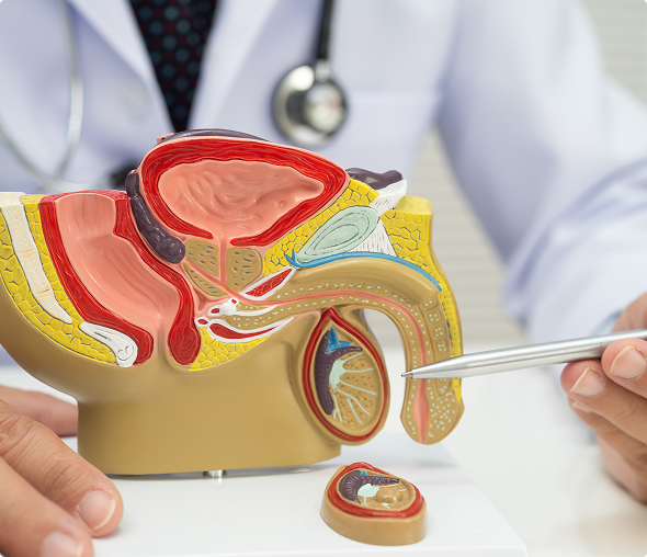 Anatomical model with doctor and pointer