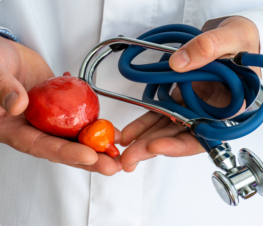Doctor with stethoscope and kidney replicas
