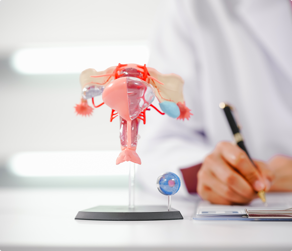 Anatomical model of female reproductive system