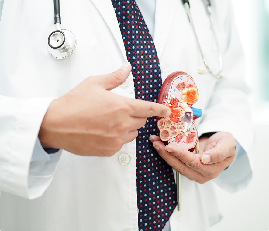 Doctor explaining kidney anatomy with model.