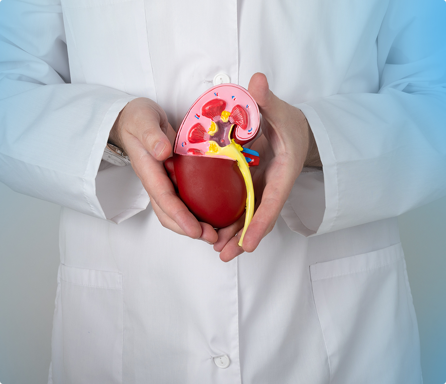 Doctor holding anatomical kidney model