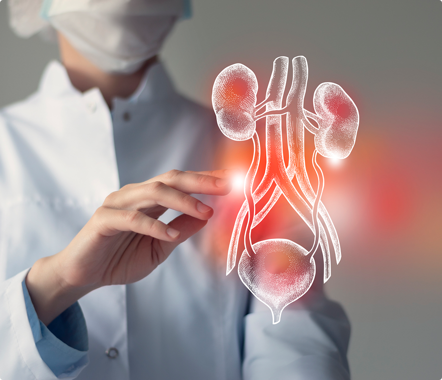 Healthcare concept with kidney hologram display