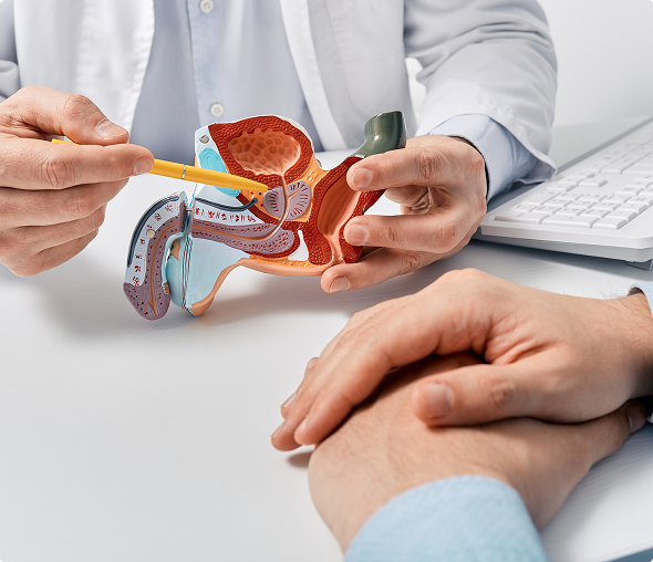 Medical consultation with anatomical model