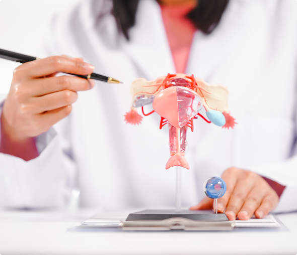 Educator using model to teach anatomy