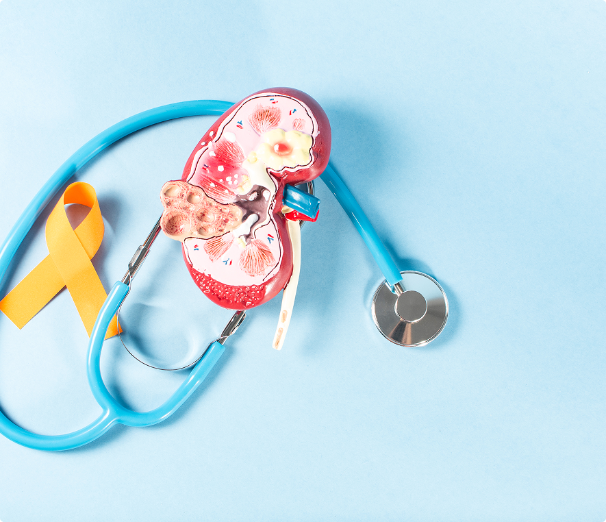 Kidney awareness symbol with stethoscope