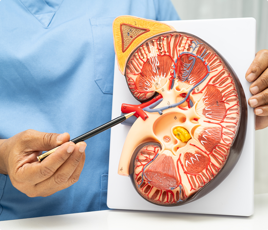 Doctor explaining kidney structure
