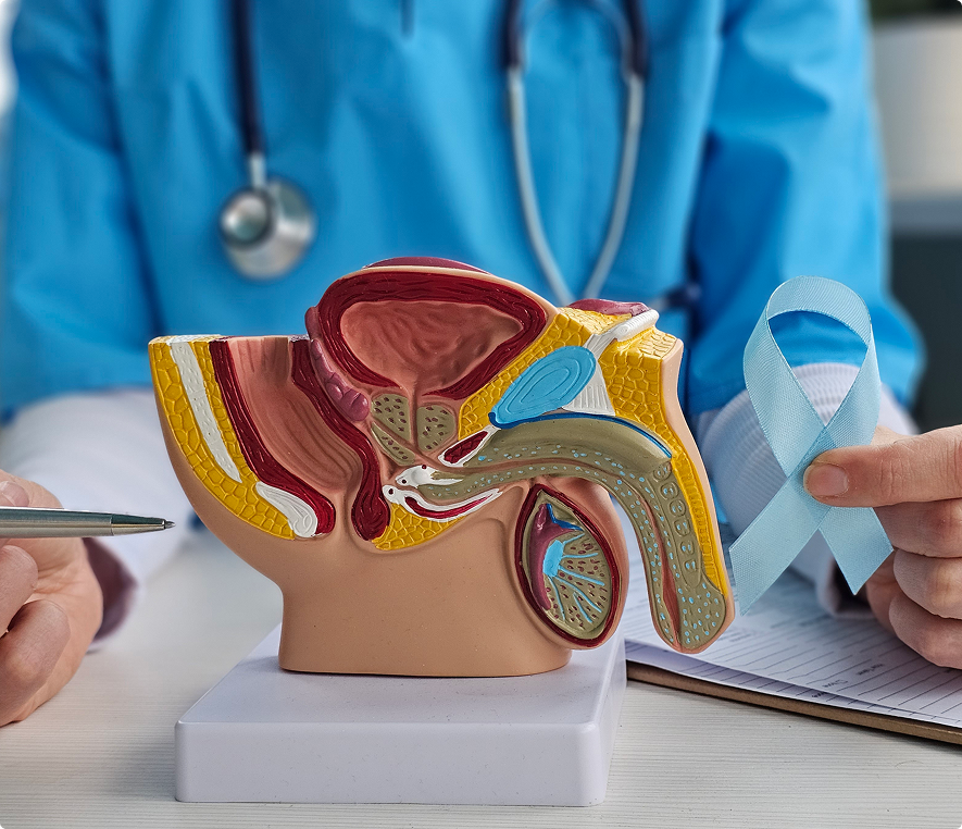 Medical professional holding prostate model and ribbon