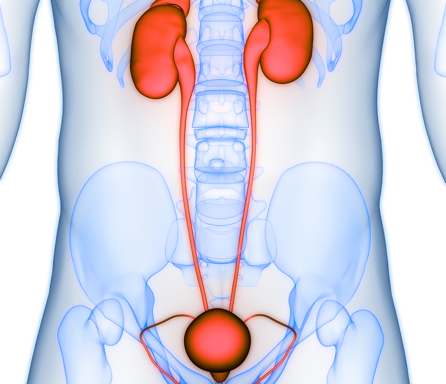 Human urinary system anatomy illustration