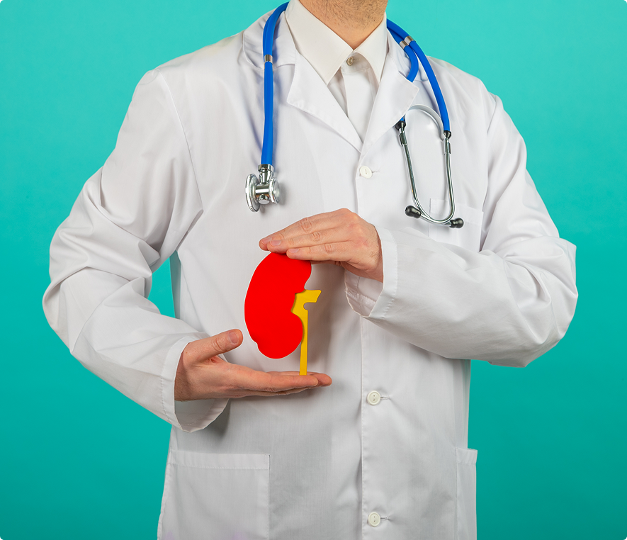 Healthcare worker displaying kidney anatomy