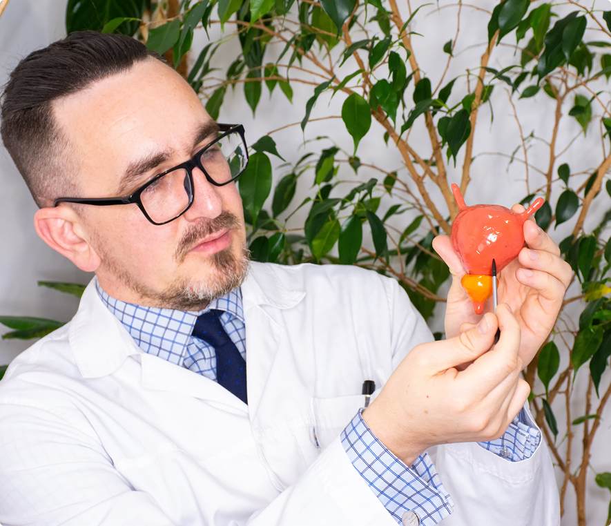 Doctor holding a red anatomical model