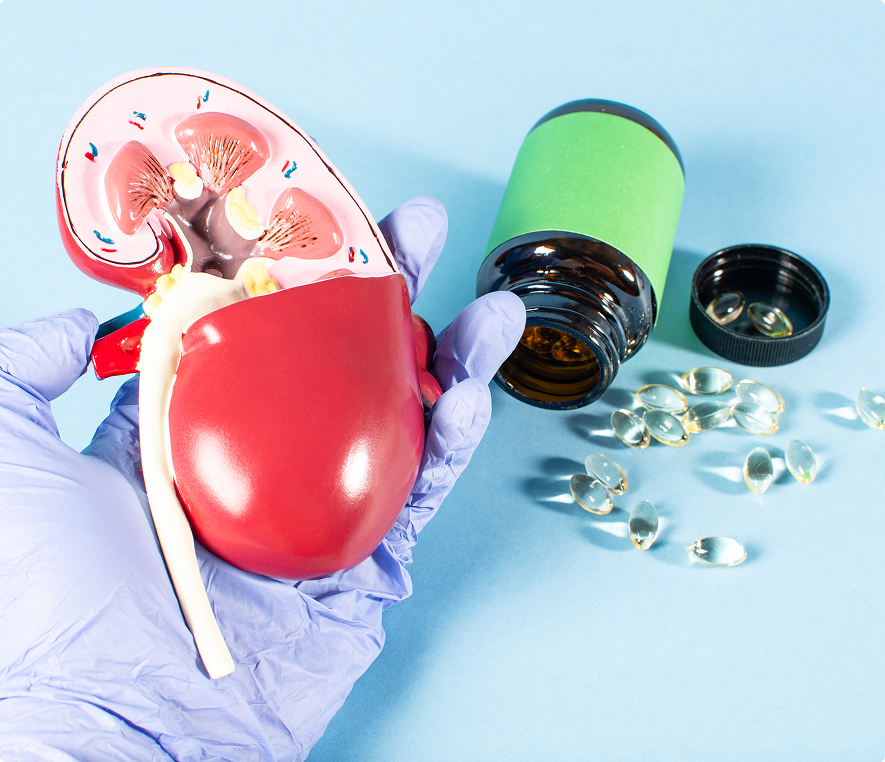 Anatomical kidney model beside pills and bottle
