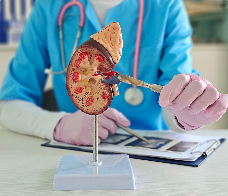Healthcare worker with anatomical kidney model