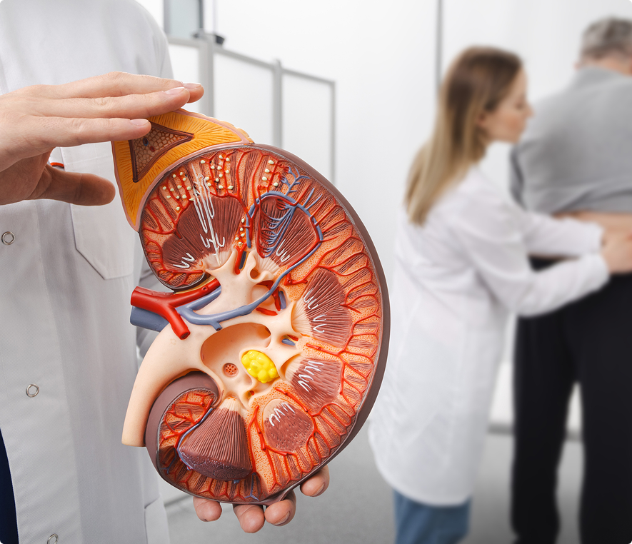 Doctor showing kidney model in clinic