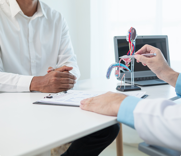 Medical consultation with anatomical model